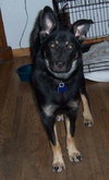Lexie