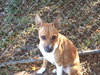 Lucy - Foster Needed 12/13