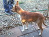 Lucy - Foster Needed 12/13