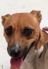 Lucy - Foster Needed 12/13