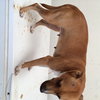 Lucy - Foster Needed 12/13