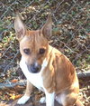 Lucy - Foster Needed 12/13