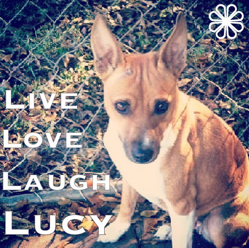 Lucy - Foster Needed 12/13