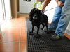 Grover