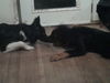 Balko