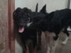 Balko