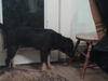 Balko