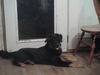 Balko
