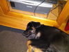 Balko