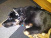 Balko