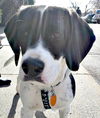 Bart - PUP