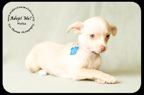 Melee -Puppy
