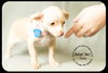 Melee -Puppy