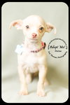 Melee -Puppy