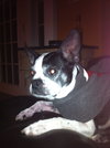 Marshmellow