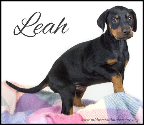 Leah