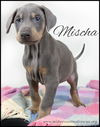 Mischa