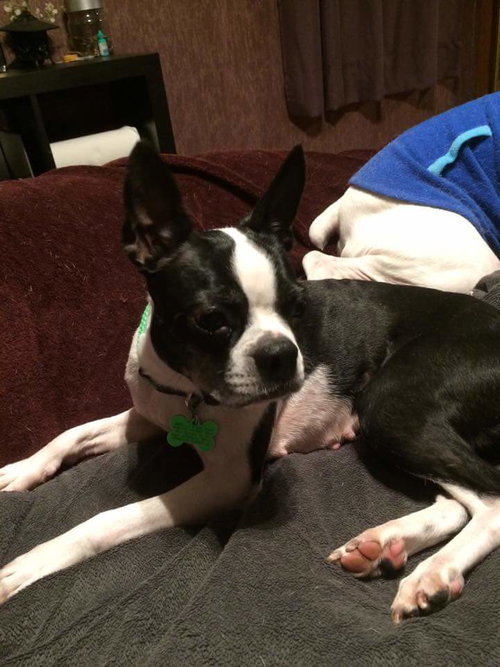Stella