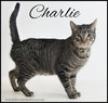 Charlie