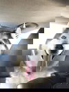 Balto