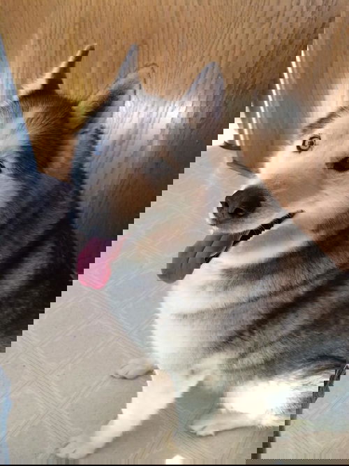 Balto