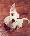 Ronnie -Pup