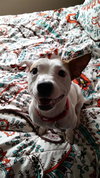 Ronnie -Pup