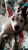 Ronnie -Pup