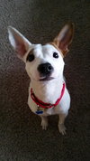 Ronnie -Pup