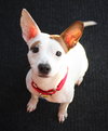 Ronnie -Pup