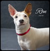 Ronnie -Pup