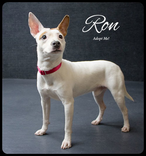 Ronnie -Pup