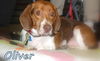 Oliver