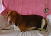 Oliver