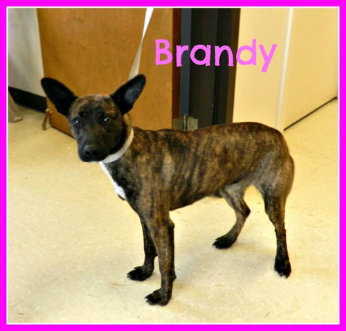 Brandy Pup