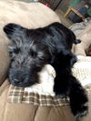 Zeta -PUPPY