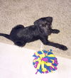 Zeta -PUPPY