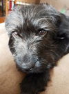 Zeta -PUPPY