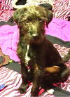 Zeta -PUPPY