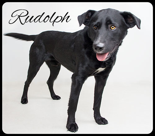 Rudolph