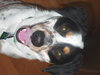 Angus