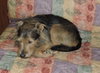 Marlie