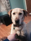 Lola