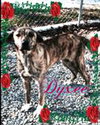 Dyxee