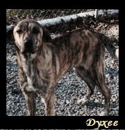 Dyxee