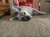 Tonka