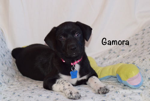 Gamora Puppy