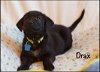 Drax Puppy - Available for Adoption 3/14!