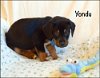 Yondu Puppy - Available for Adoption 3/14!