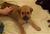 Xandar Puppy - Available for Adoption 3/14!